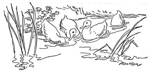 480x239 Ducks Play Together In Pond Coloring Page Free Printable