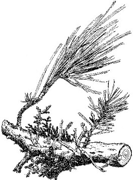 266x357 Dwarf Mistletoe (Arceuthobium Spp.) Nevada Division Of Forestry