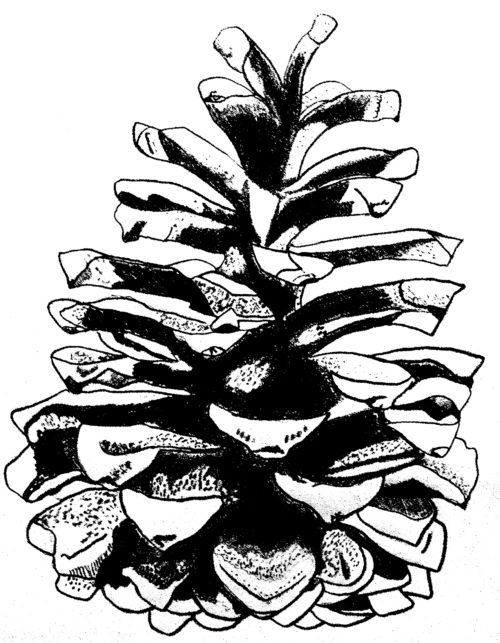 500x643 Chattermarks