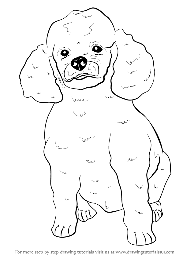 598x848 Learn How To Draw A Poodle Dog (Farm Animals) Step By Step