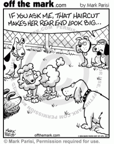 380x480 Poodle Haircut