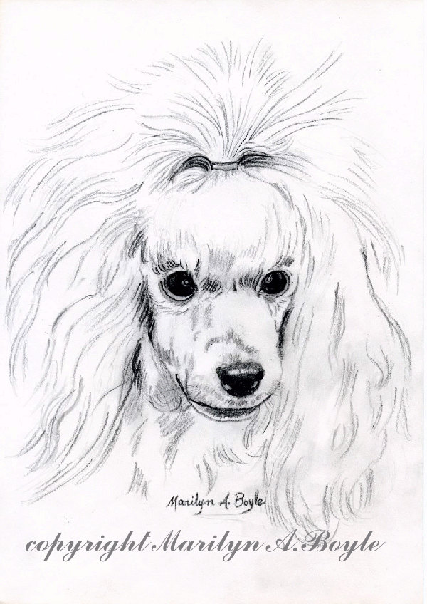 600x848 Print Drawing Poodleart, Pencil Drawing, Miniature Poodle, White