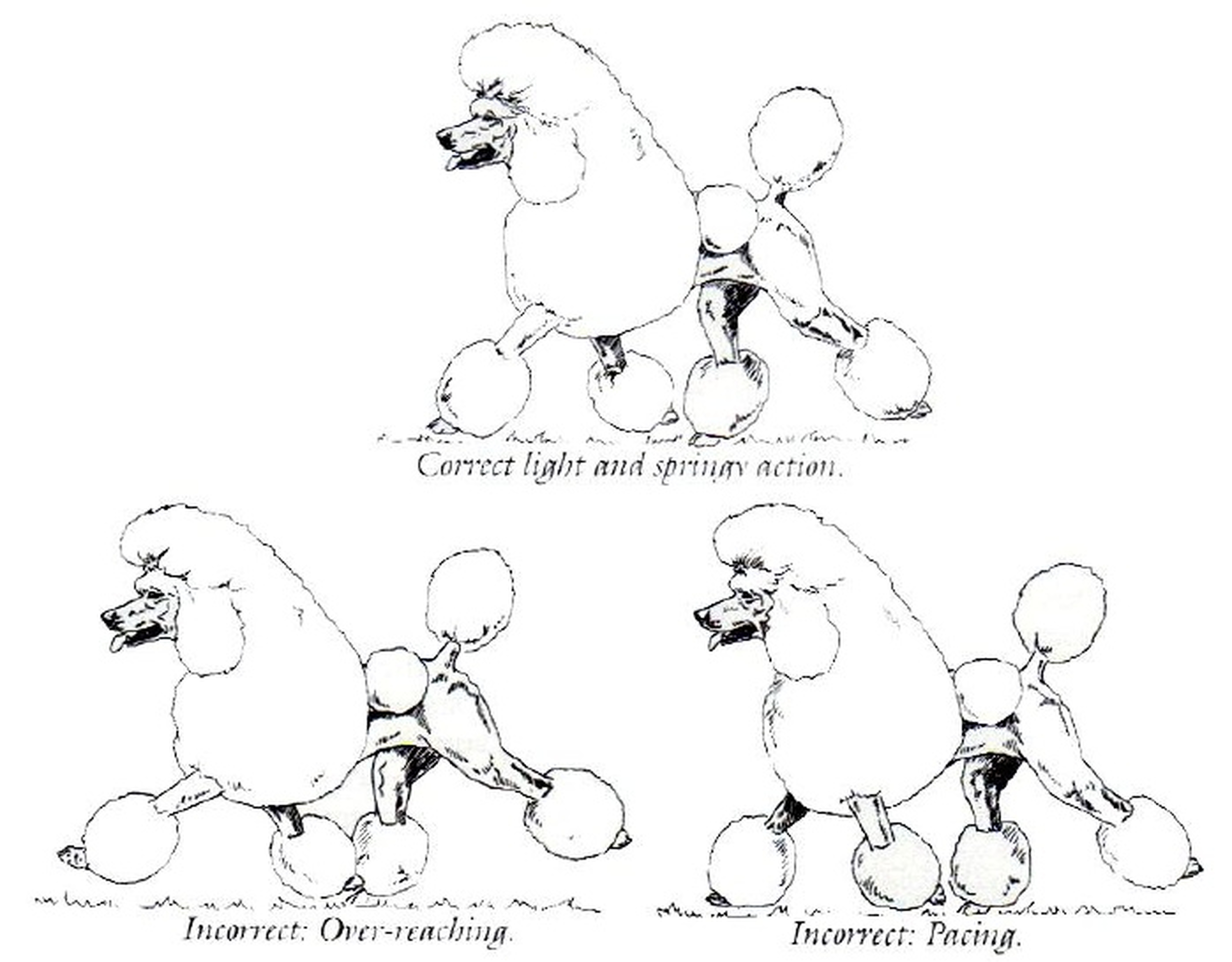 7195x5617 Poodle Structure And Official Akc Standards