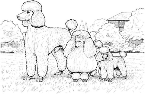 480x311 Standard, Miniature And Toy Poodles Coloring Page Free Printable