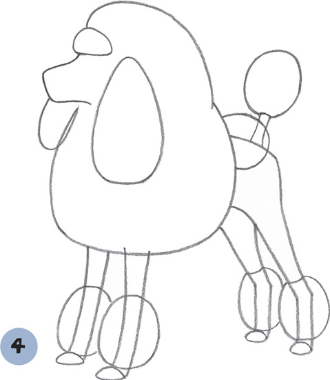 479x551 Standard Poodle