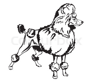 320x274 Vector Color Sketch Of The Dog Red Poodle Breed Stock Vector