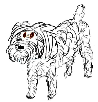 420x437 Poodle Sketch Learn To Sketch Poodle And Sketches