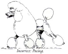 236x188 Standard Poodle Structure Explained Art Fun