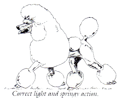 393x320 Standard Poodle Structure Explained Chiens