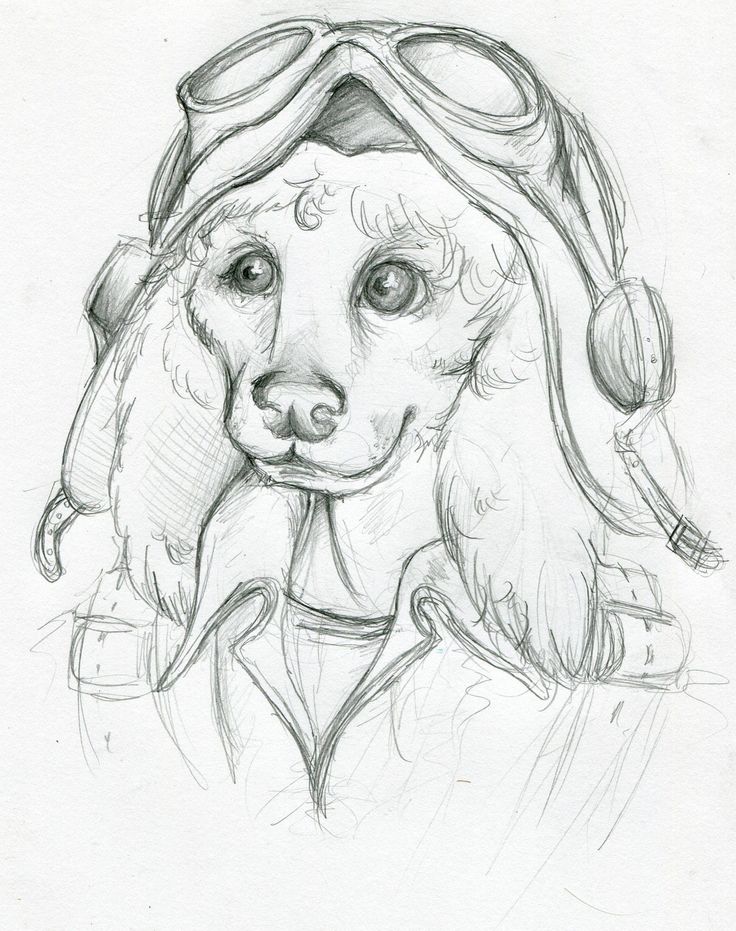 736x931 Poodles Drawings In Pencil