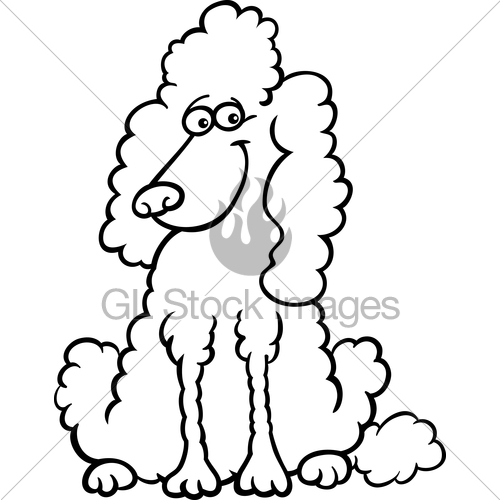500x500 Standard Poodles