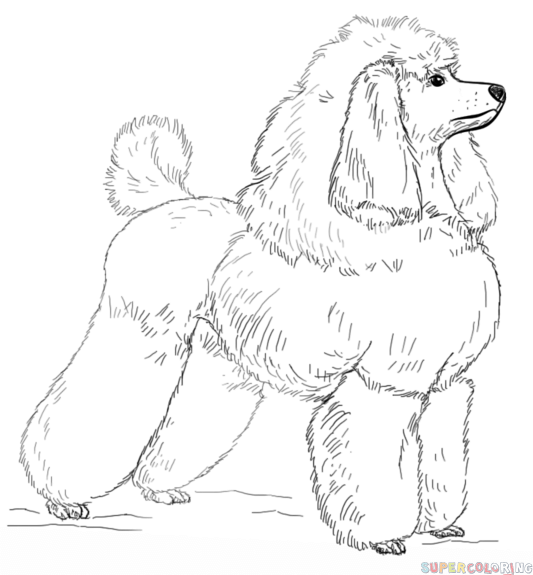 533x575 How To Draw A Toy Poodle Step By Step. Drawing Tutorials For Kids