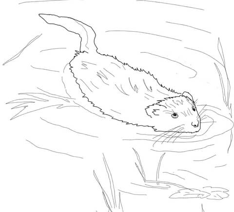 480x435 Muskrat Swimming In Pool Coloring Page Free Printable Coloring Pages
