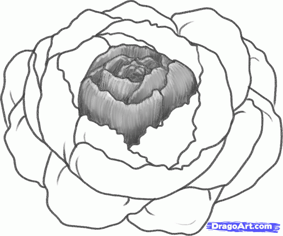 901x752 How To Draw A Peony, Peony Flower, Step By Step, Flowers, Pop