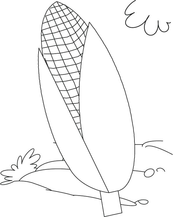 597x749 Corn Coloring Pages Extraordinary Corn Coloring Pages In Free