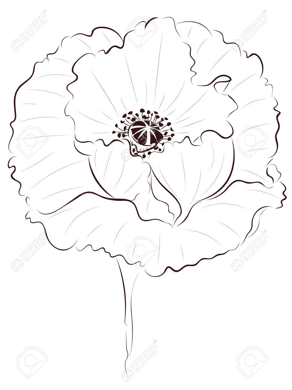975x1300 Hand Drawing Poppy Flower, Simple Line Art Illustration. Royalty