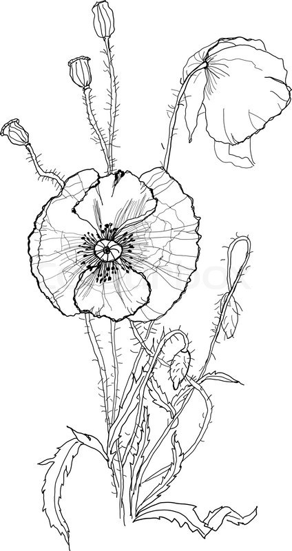 424x800 Poppies Flower Drawing On White Background Stock Vector Colourbox