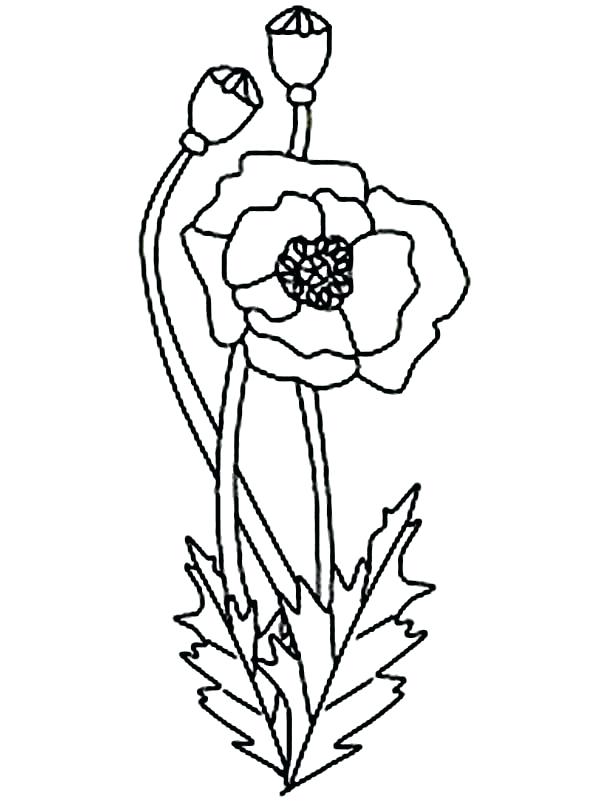 600x801 Poppy Coloring Page Poppies In Fields Colouring Sheet Poppy Cat