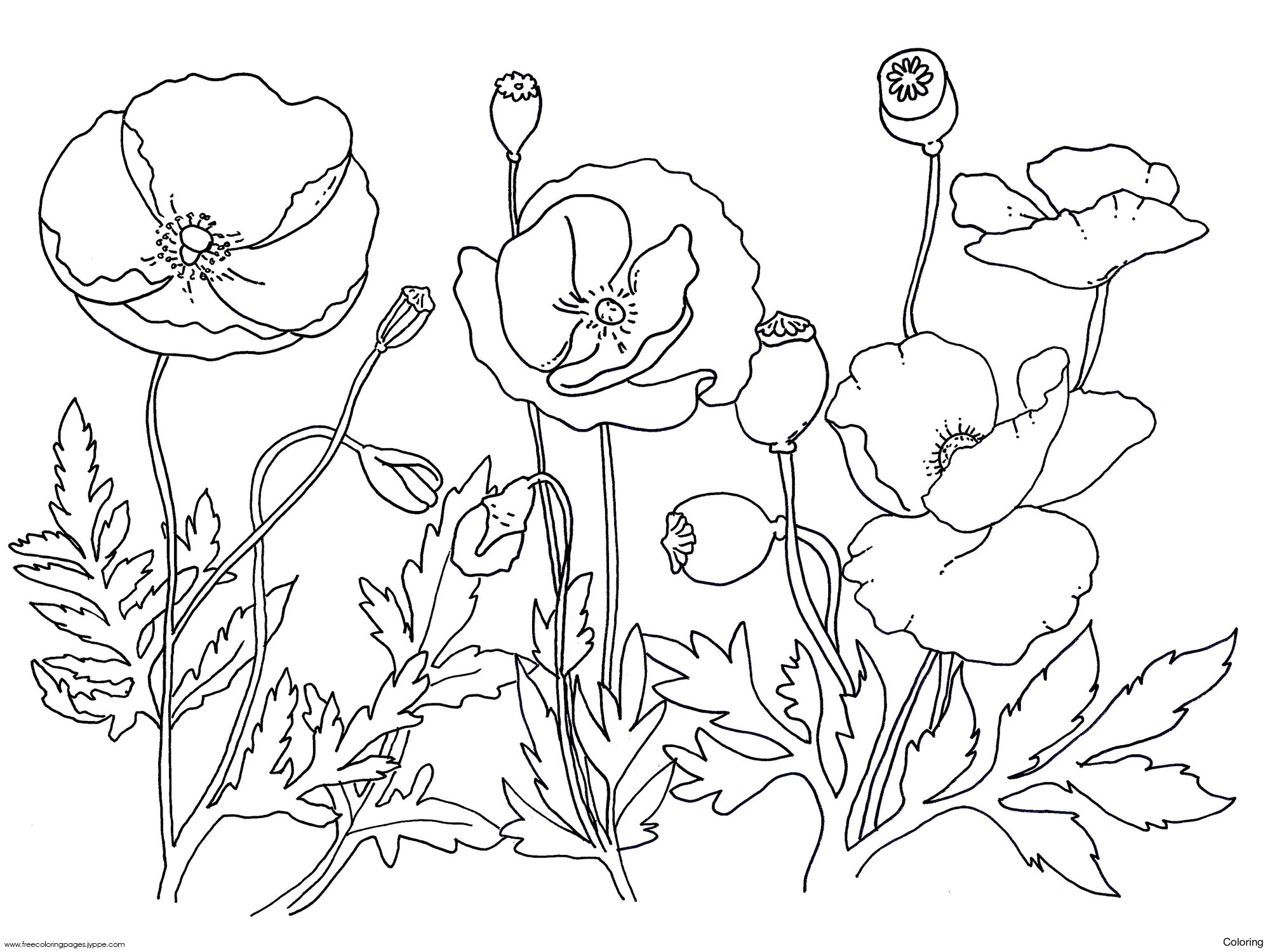 Poppies Drawing at GetDrawings | Free download