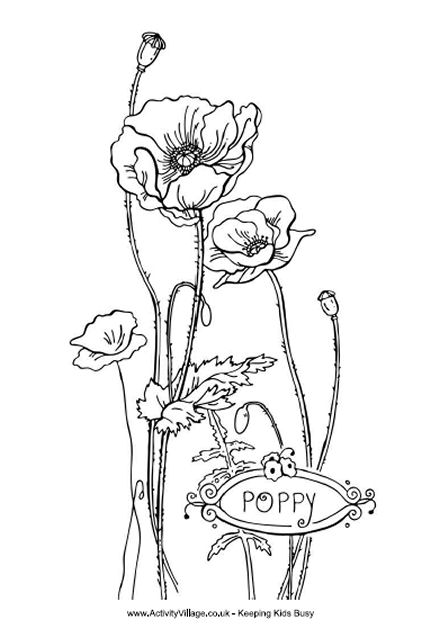440x629 Poppy Colouring Page