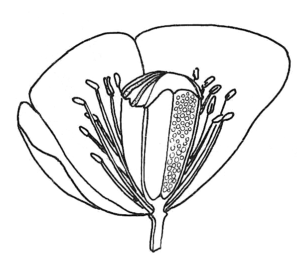 616x517 Poppy Flower. Drawings Of Fruitmation In Plants. Resources