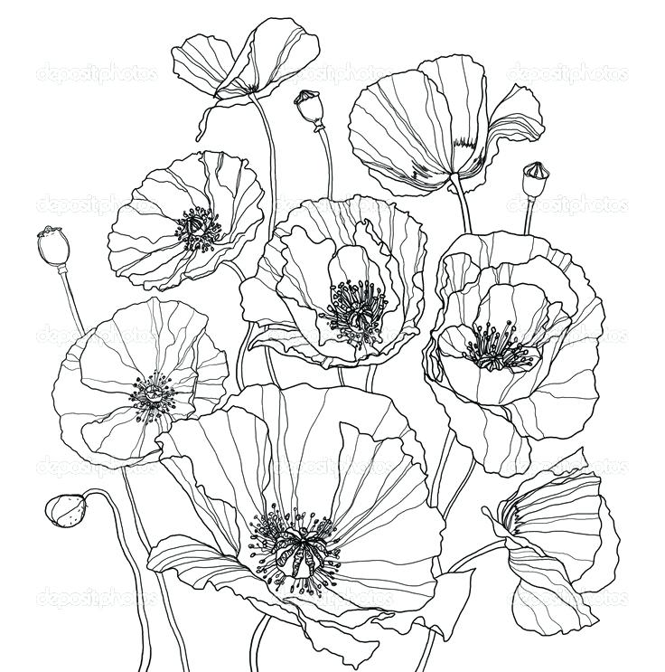736x743 Simple Flowers Drawing Flower Sketches By Ca Poppy Tattoo Media