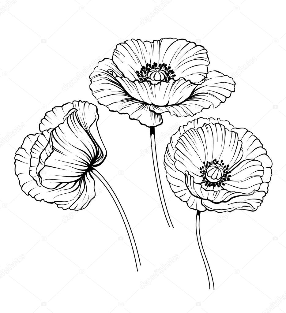 934x1023 Line Poppies Vector Set Stock Vector Arhmarina