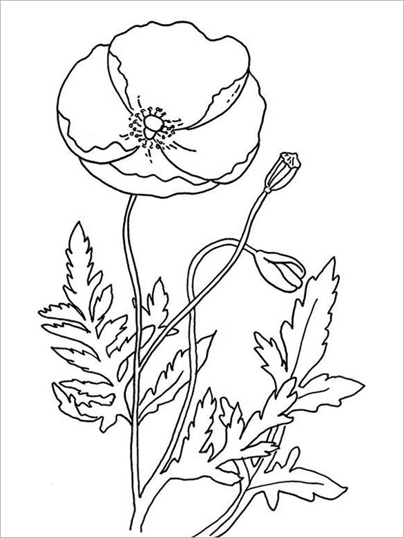 585x779 Drawn Poppy Coloring