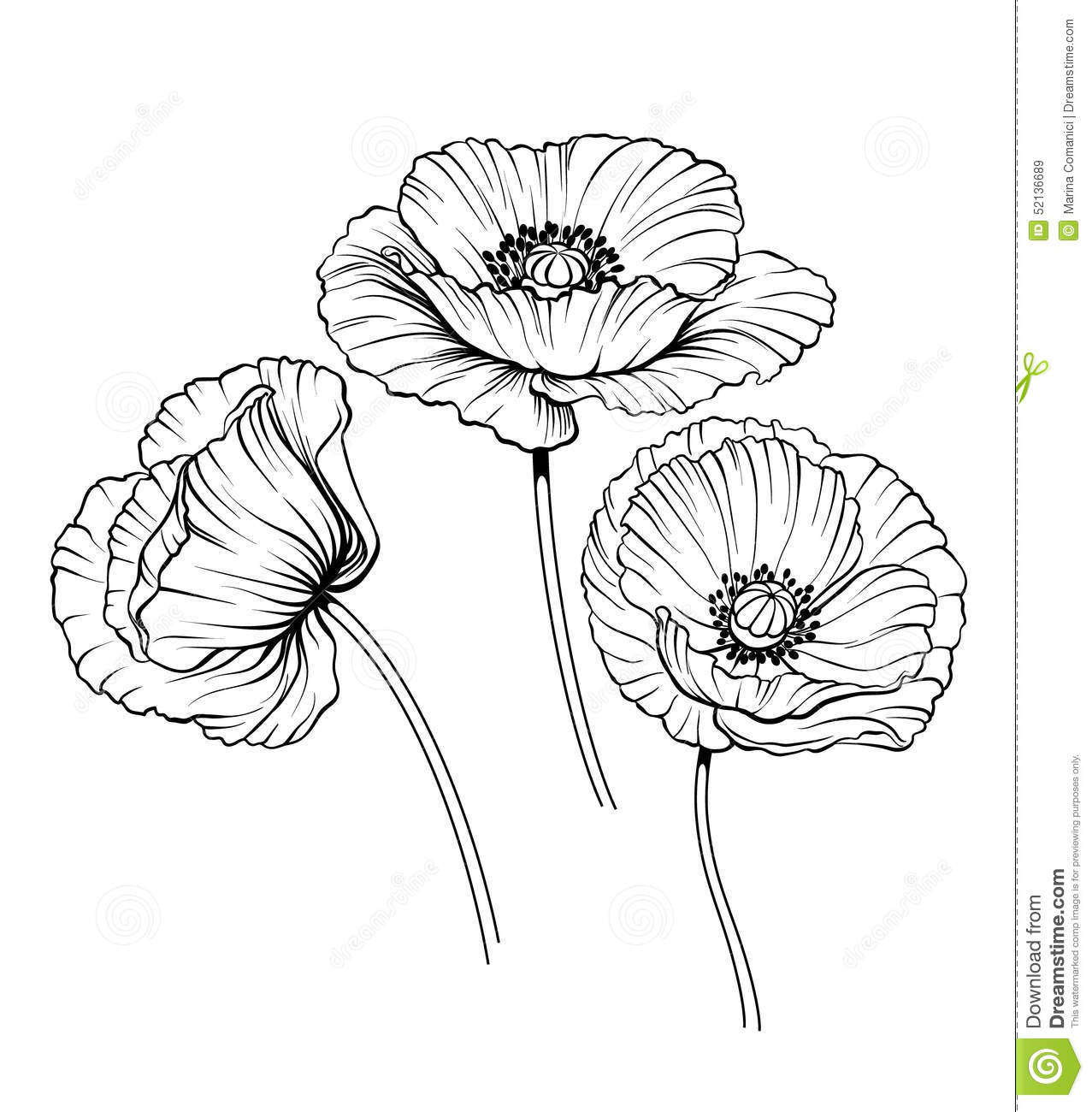 Poppy Drawing at GetDrawings | Free download