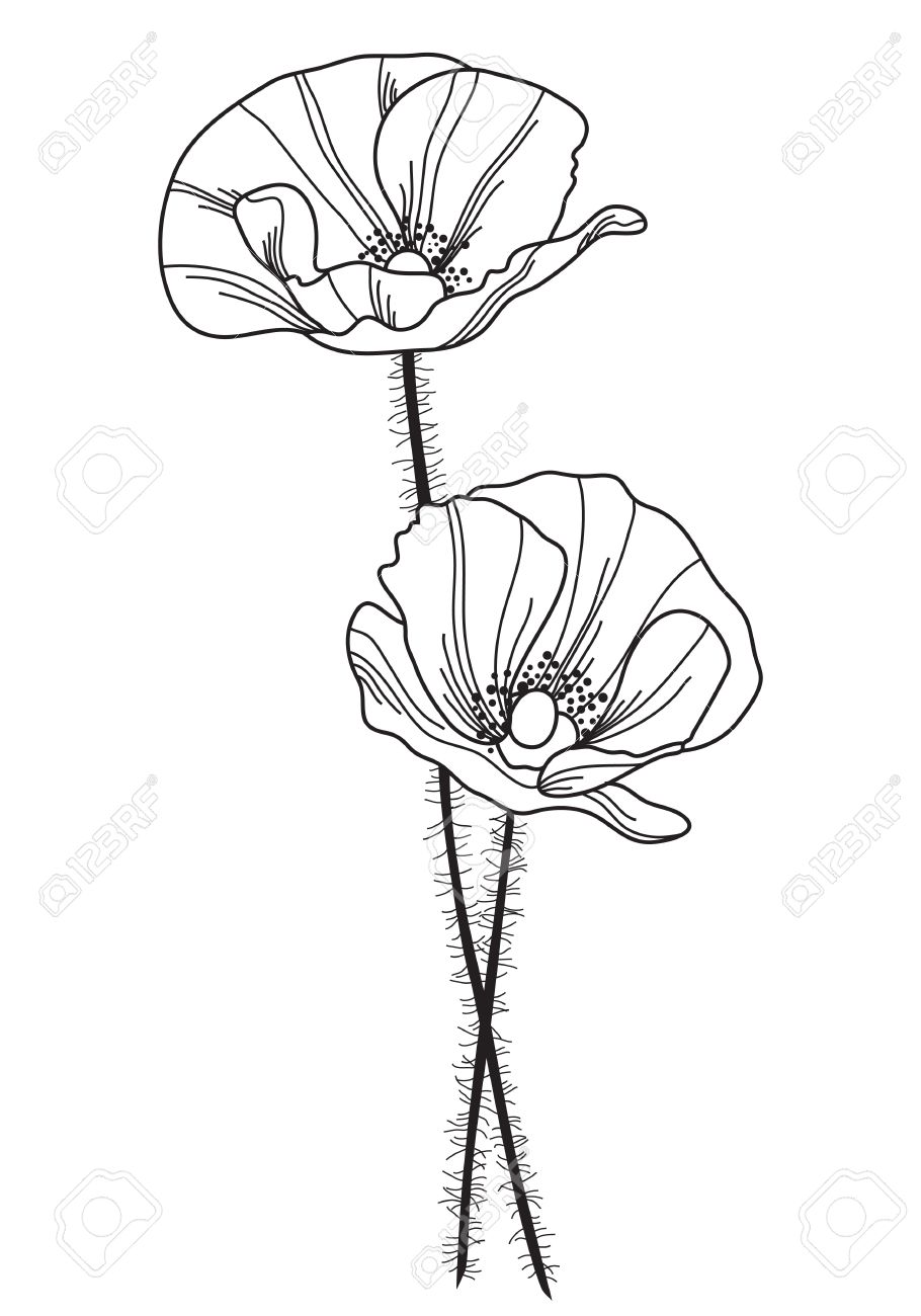 910x1300 Drawn Poppy Hand Drawn