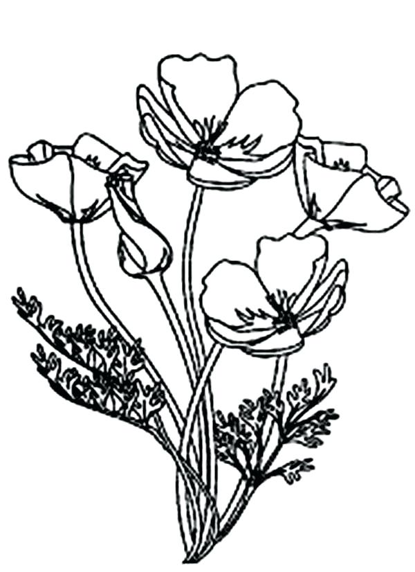 600x826 Poppy Coloring Page Poppy Picture Of Blooming Poppy Colouring Page