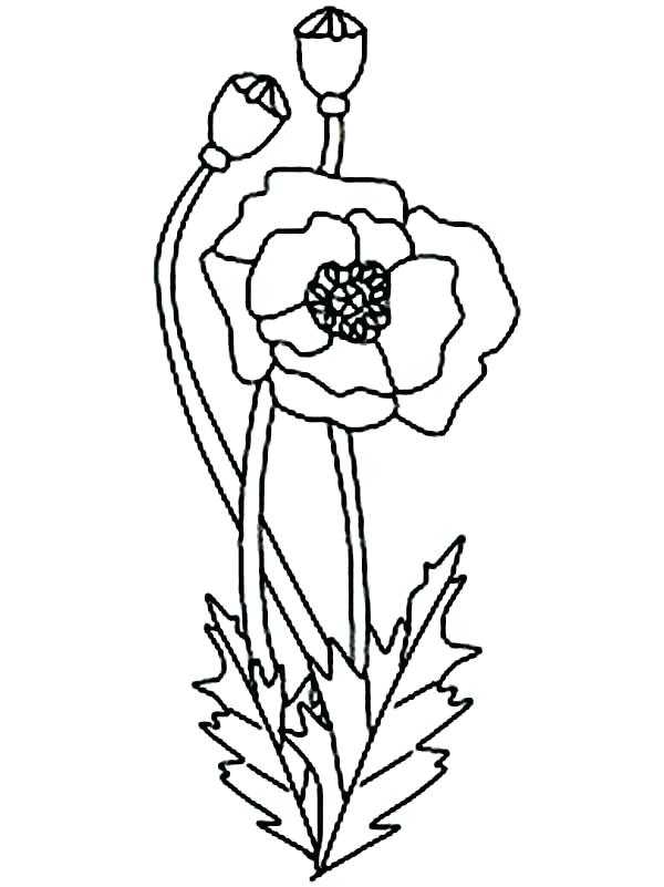 600x801 Poppy Coloring Sheet 95 In Addition To Poppy Coloring Page Poppy