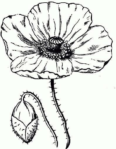 396x510 Poppy Drawing Moldes Poppy Drawing, Draw And Sketches