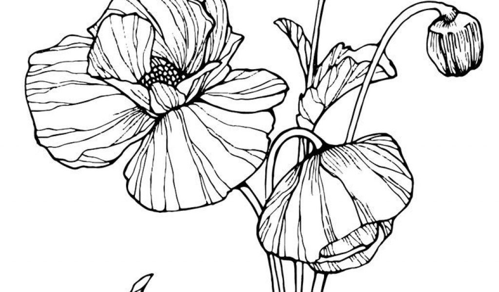1024x600 Poppy Flower Drawing