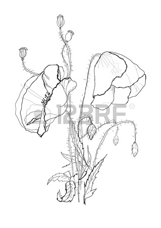 318x450 Poppy Flower Drawing On White Background Royalty Free Cliparts
