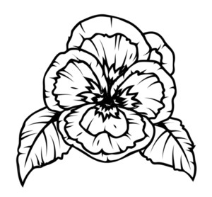 300x278 Poppy Flower Drawing Royalty Free Stock Image
