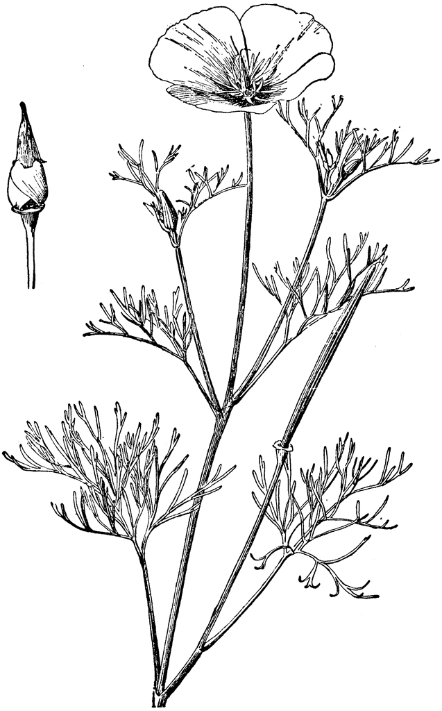 637x1024 California Poppy Clipart Etc