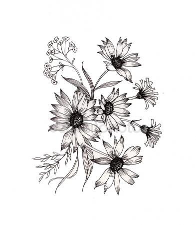 393x450 California Poppy Flowers Drawing Sketch Line Art White Backgrounds