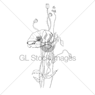 325x325 Drawing Poppy Gl Stock Images