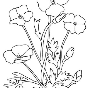 300x300 Golden Poppy Flower Drawing