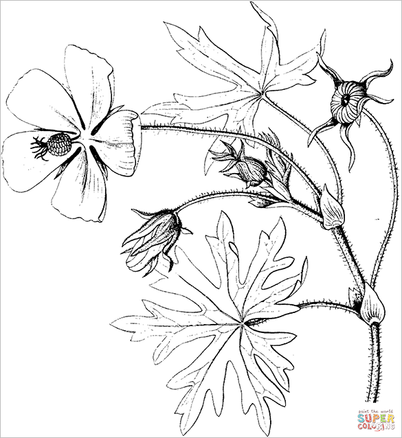 585x638 Poppy Coloring Pages