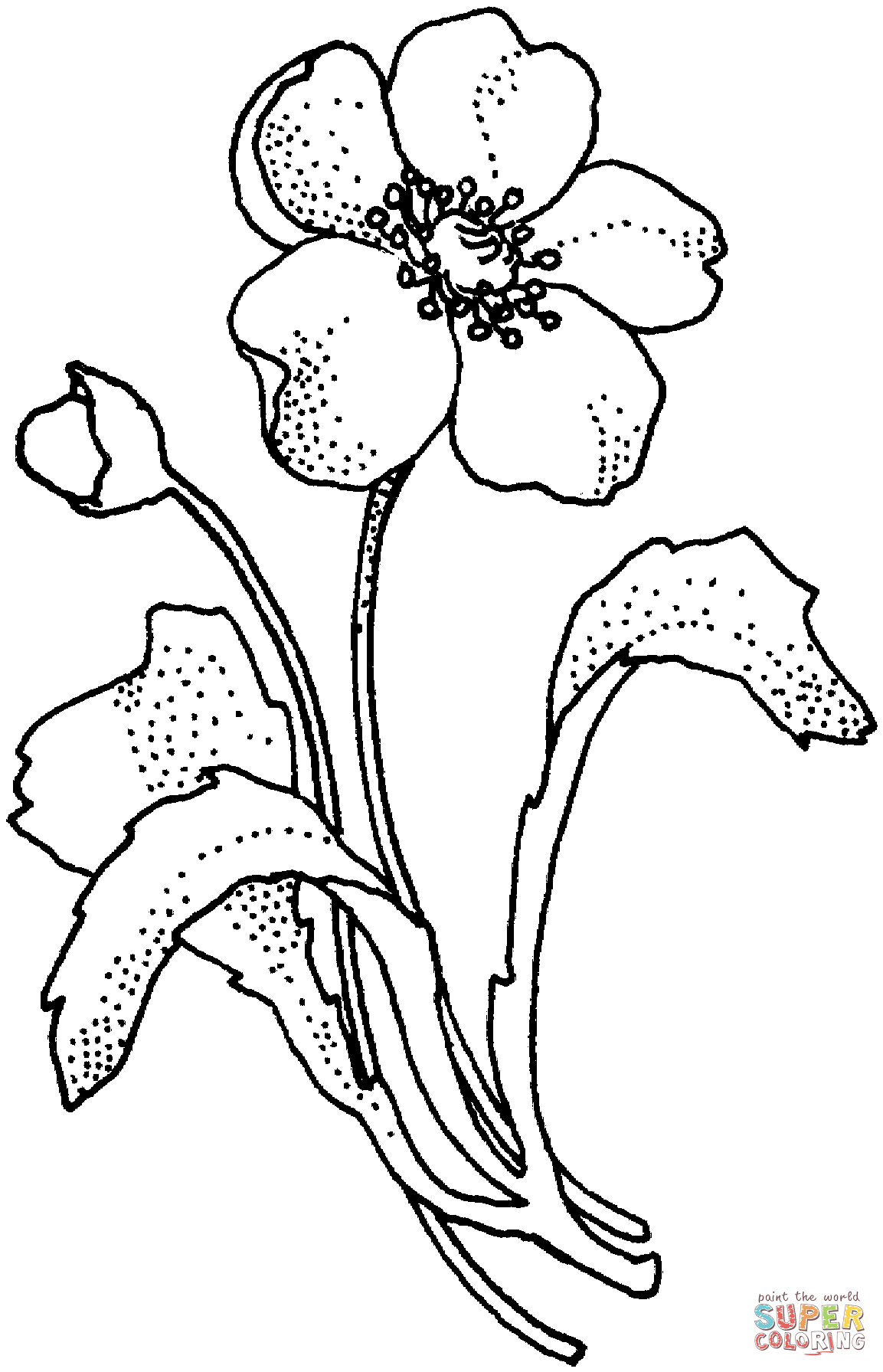1153x1791 Papaveraceae Poppy Flower Coloring Page Free Printable Coloring