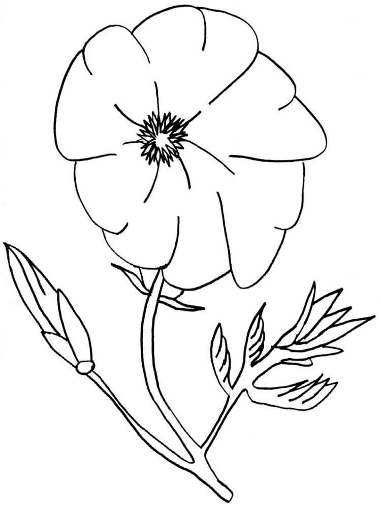 750x1000 Poppy Flower Coloring Download Coloring Pages