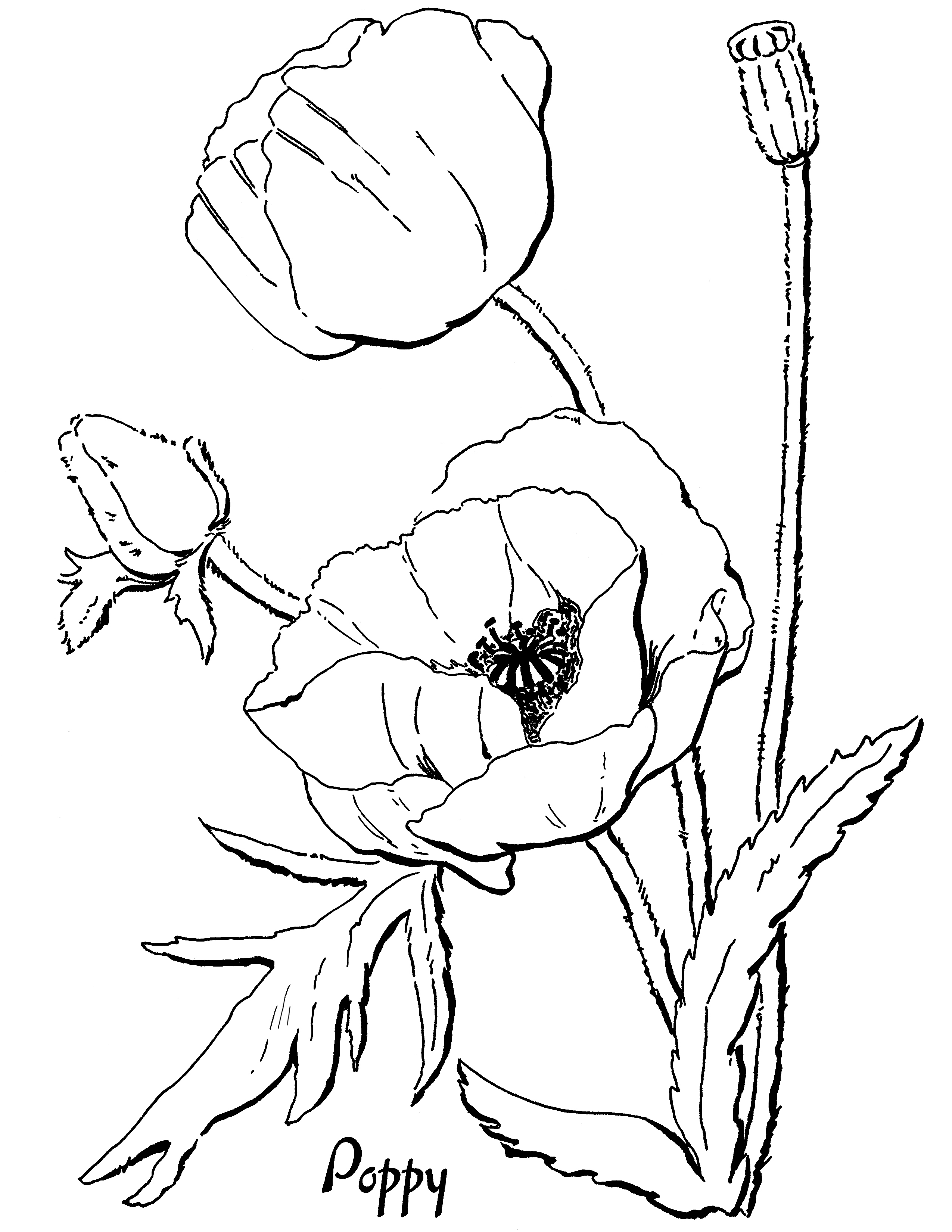 2550x3300 Poppy Flower Coloring Pages For Kids Coloring