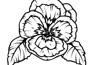 300x210 Poppy Flower Drawing Drawn Poppy Black And White
