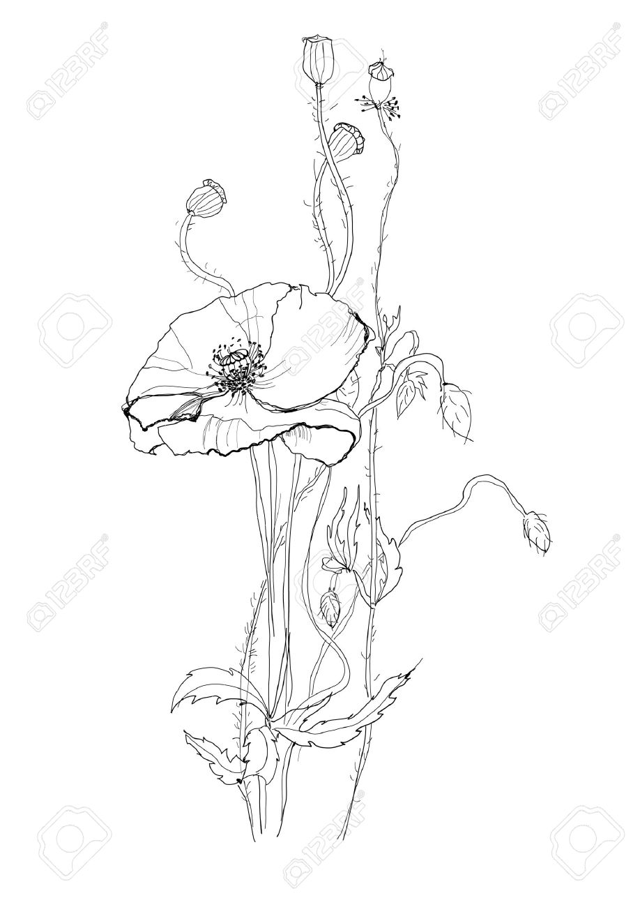 918x1300 Poppy Flower Drawing On White Background Royalty Free Cliparts
