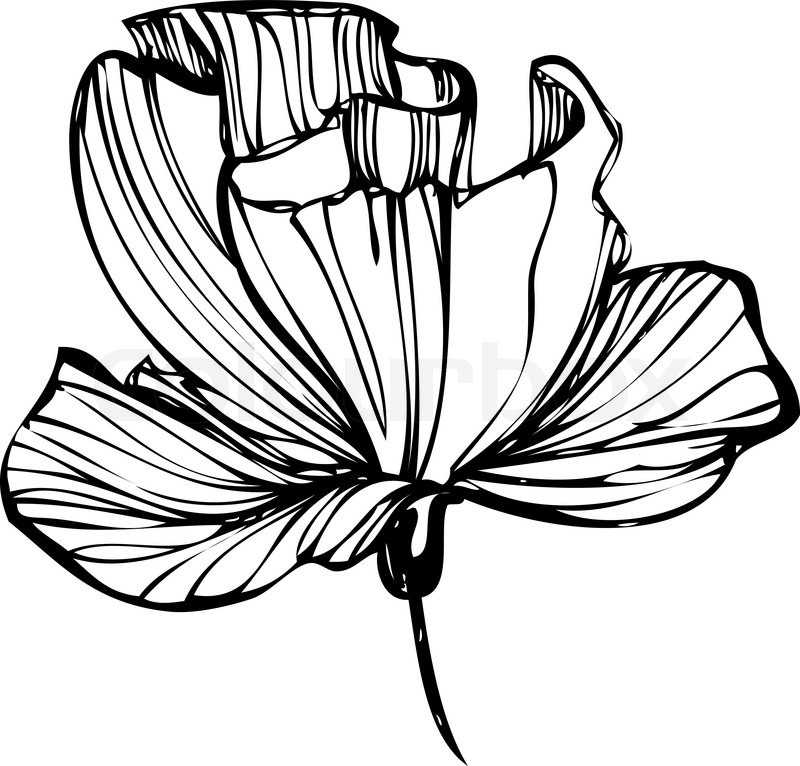 800x766 Poppy Flower Drawing