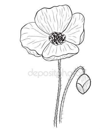 391x450 Line Poppies Vector Set Stock Vector Arhmarina