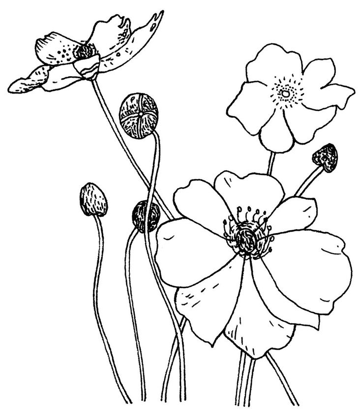 736x854 84 Best Flowers