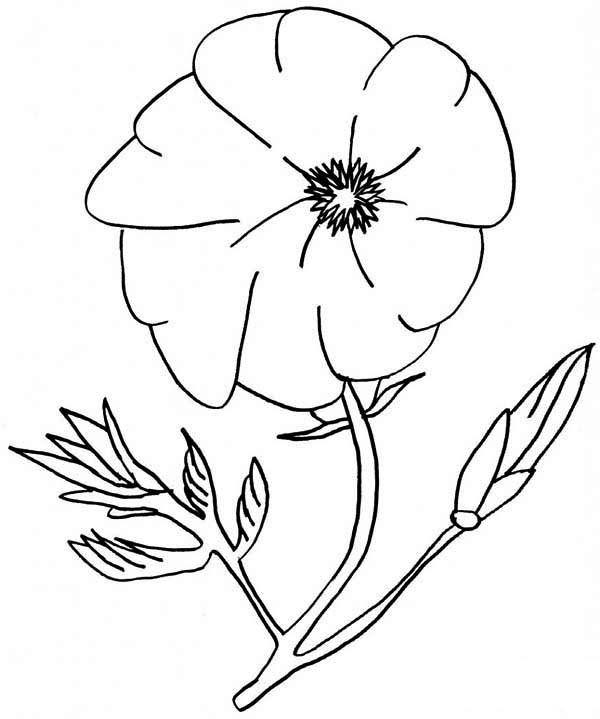600x719 Amazing Poppy Flower Coloring Page Color Luna